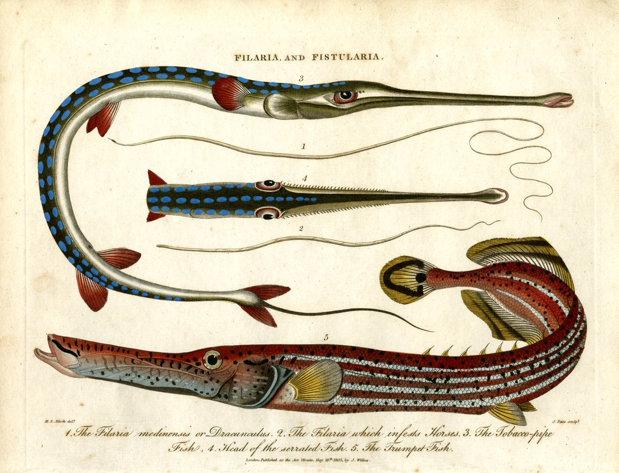 Filaires et fistuleuses - Vers de terre et poissons-pipes - John Pass