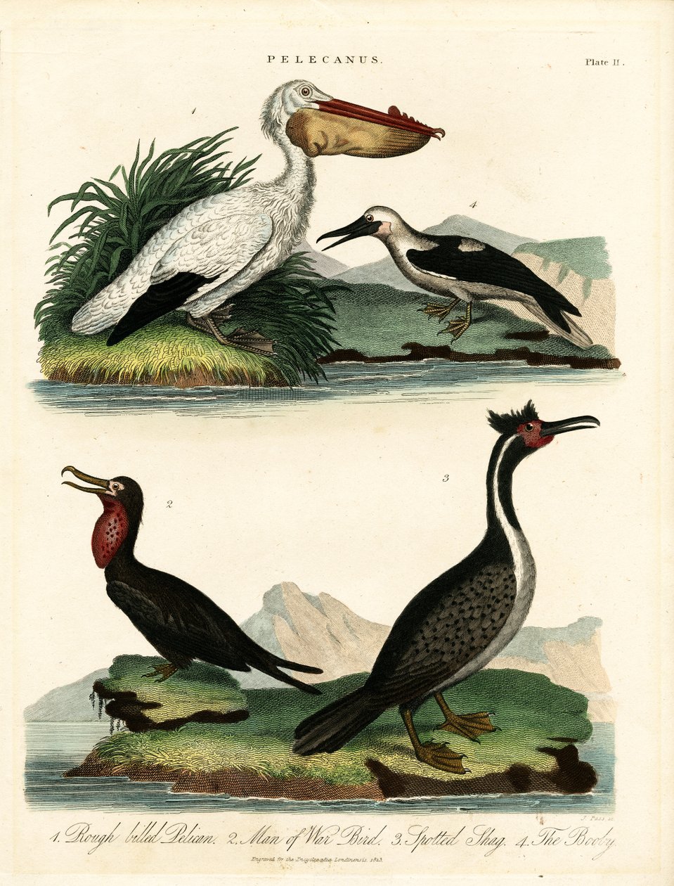 Quatre espèces de pélicans et d