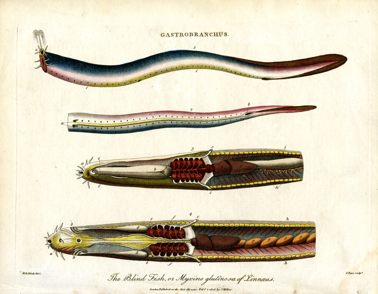 Gastrobranchus - Le poisson aveugle ou myxine - John Pass