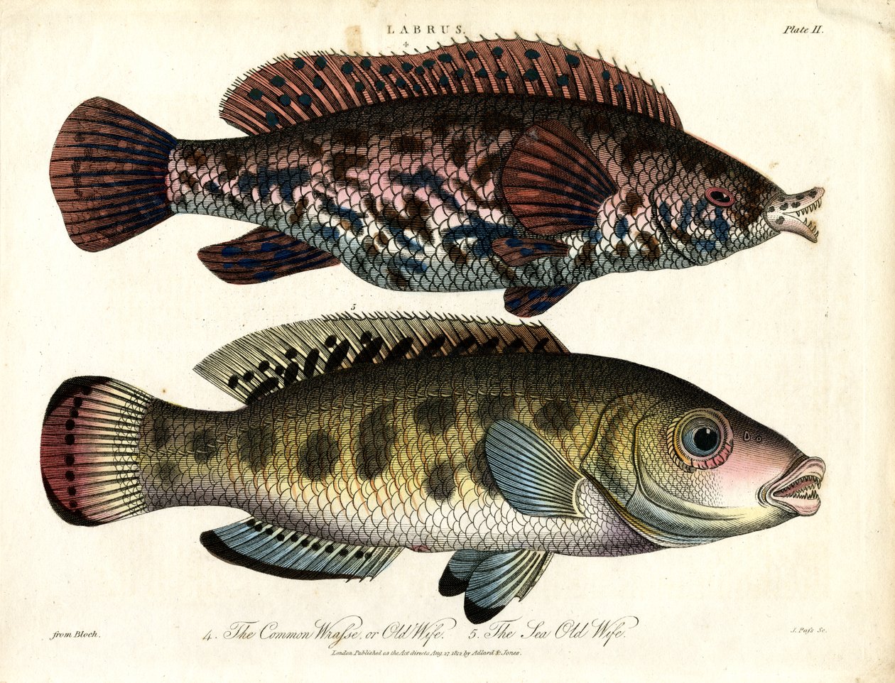 Labrus : Labre commun et labre de mer - John Pass