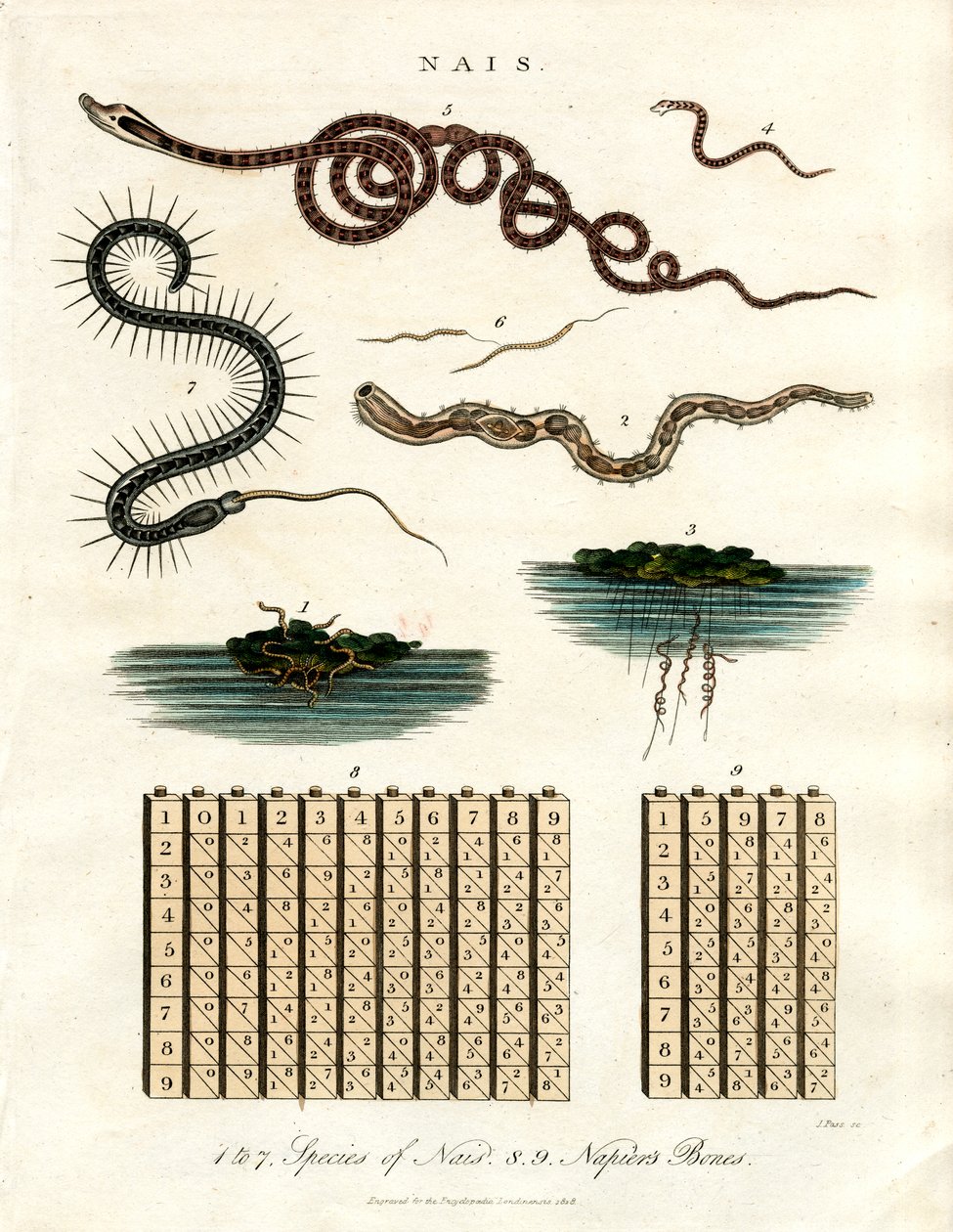 Nais - Organismes aquatiques et bâtons de Napier - John Pass