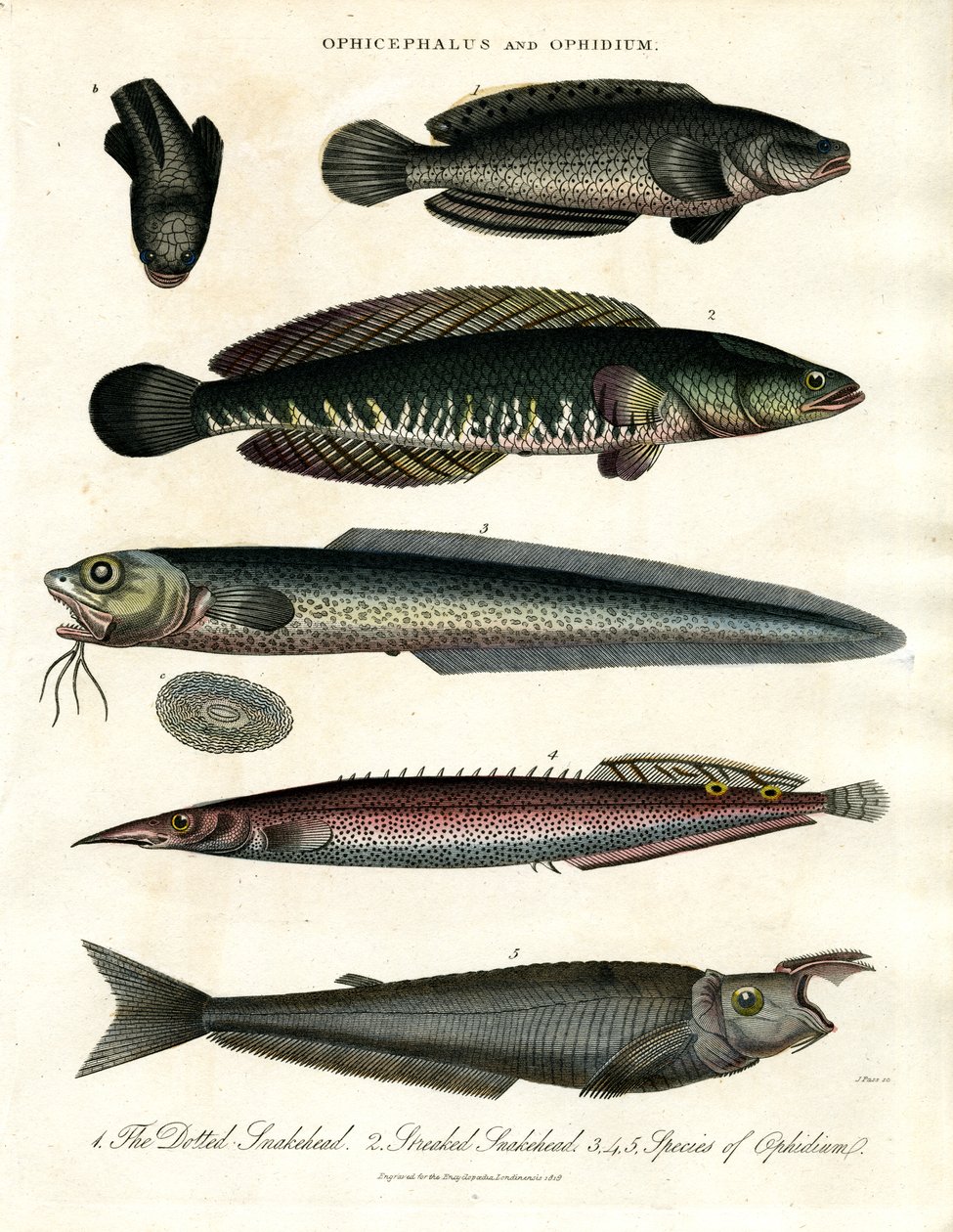 Ophicephalus et Ophidium - John Pass