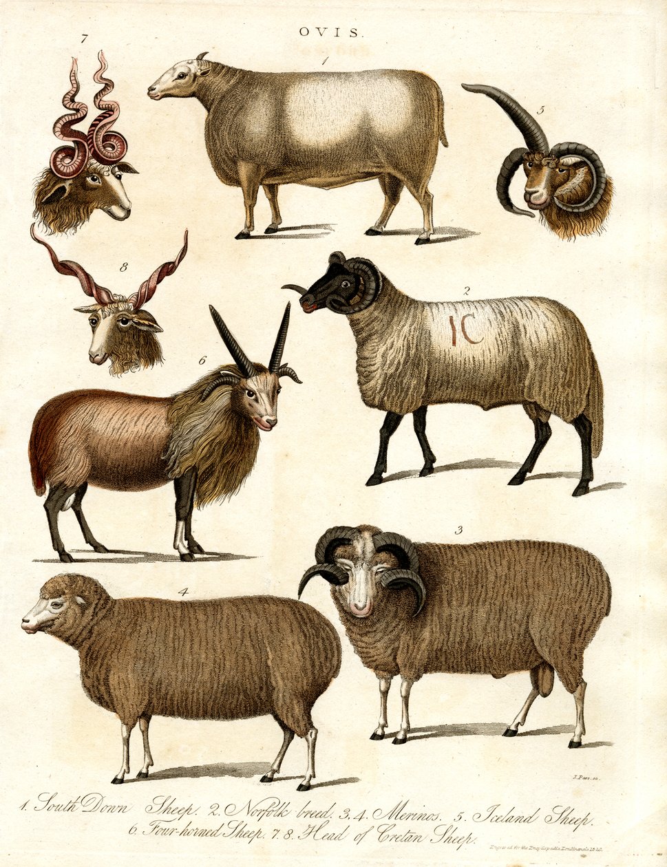 Ovis : Diverses races ovines - John Pass
