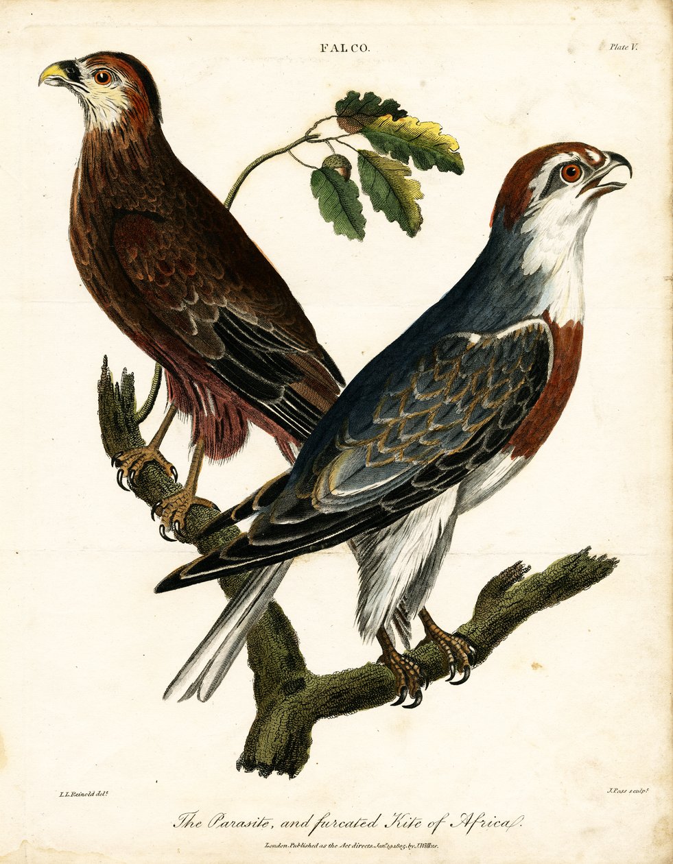 Parasite et cerf-volant à fourrure d