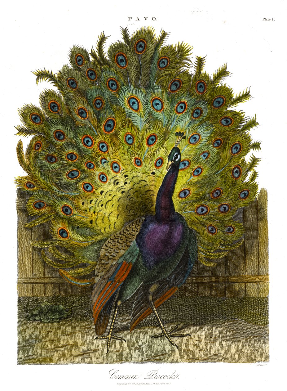 Pavo : Paon commun - John Pass