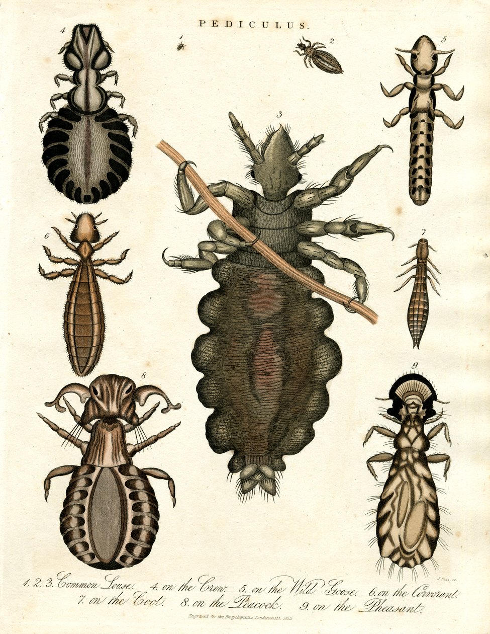 Pediculus - Différentes espèces de poux - John Pass