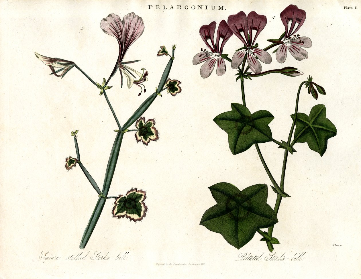 Pelargonium Species (bec de cigogne) - John Pass