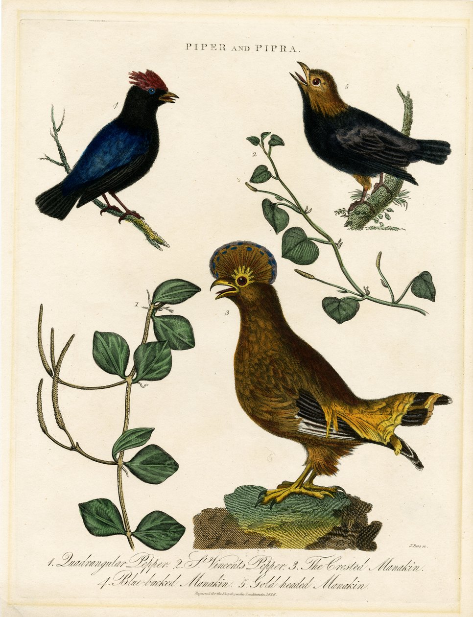 Oiseaux poivrés et manakins - John Pass