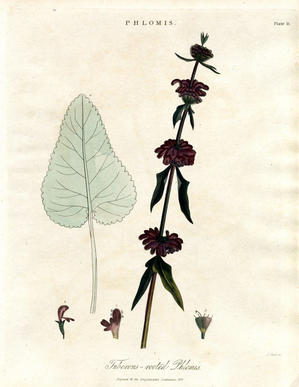 Phlomis : Sauge de Jérusalem à racines tubéreuses - John Pass