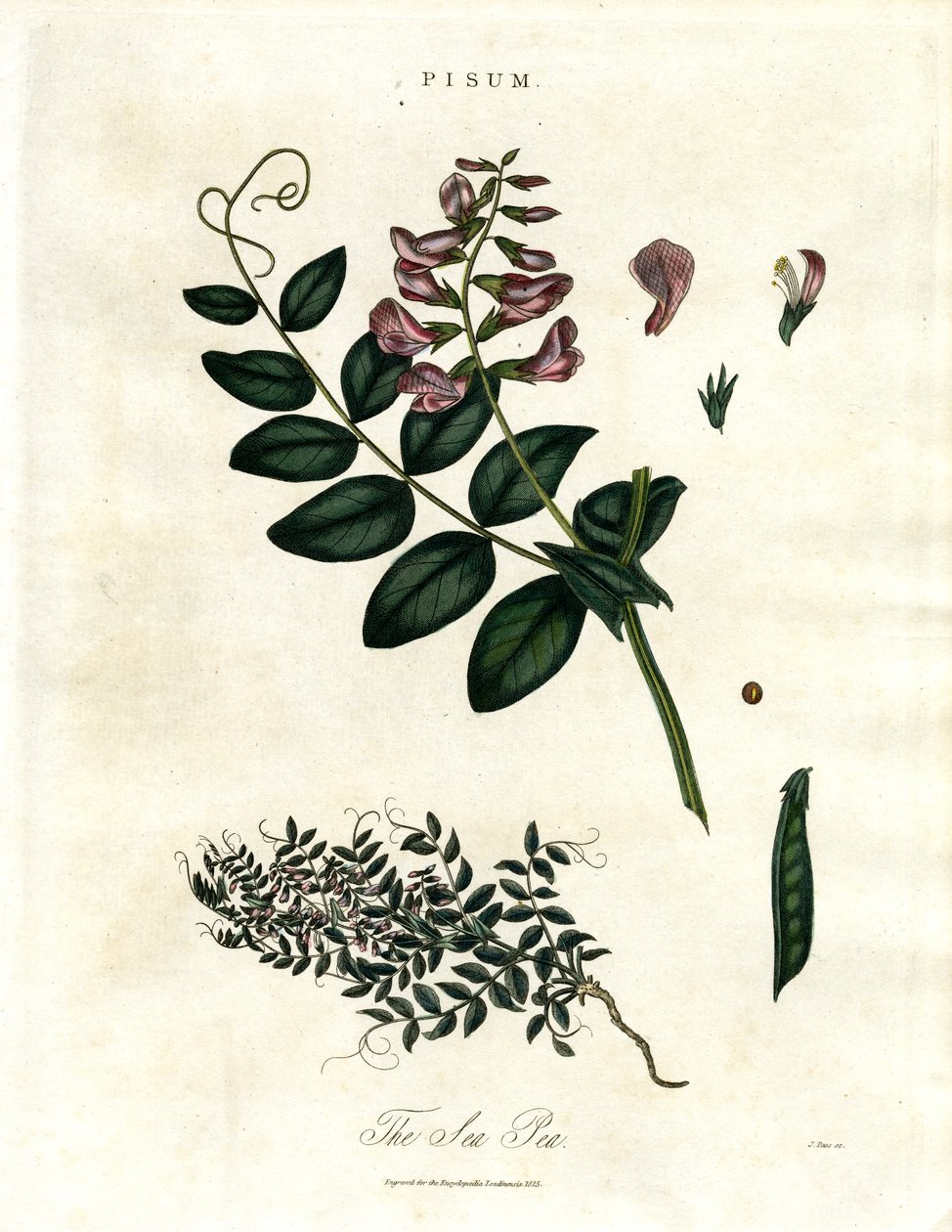 Pisum - Le pois - John Pass