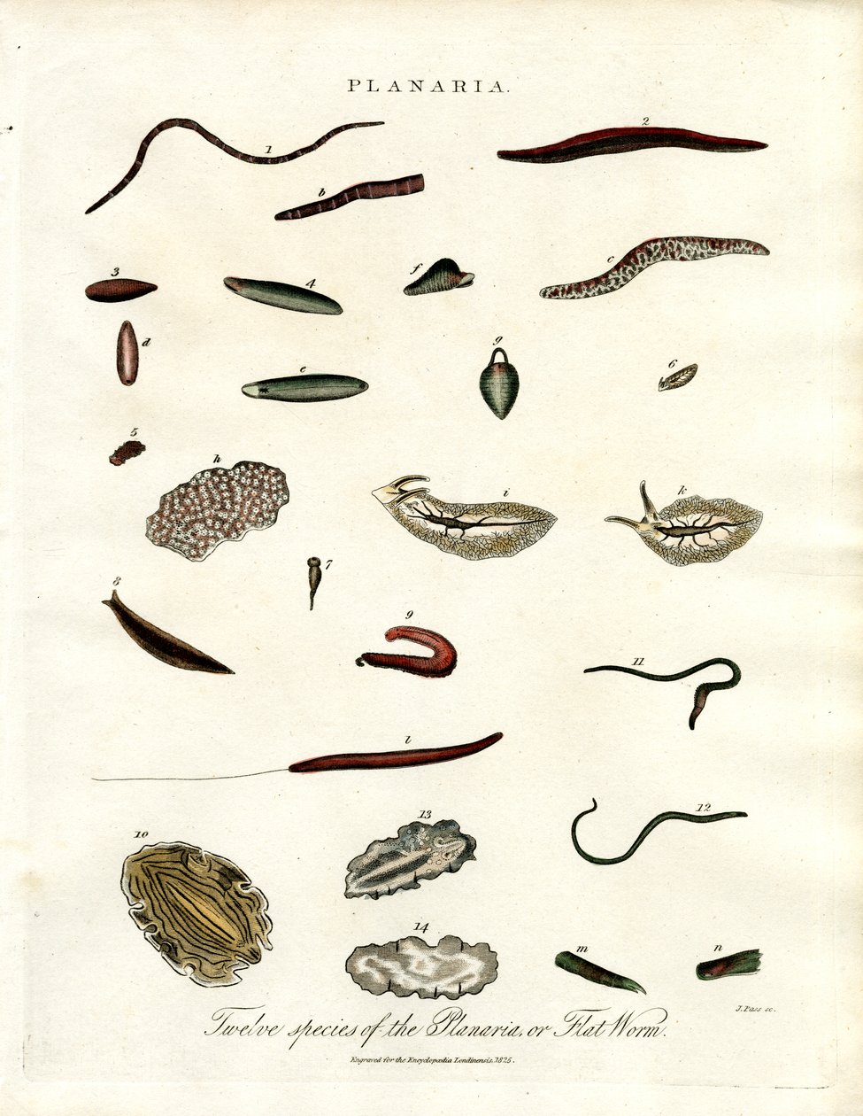Planaria - Douze espèces de vers plats - John Pass