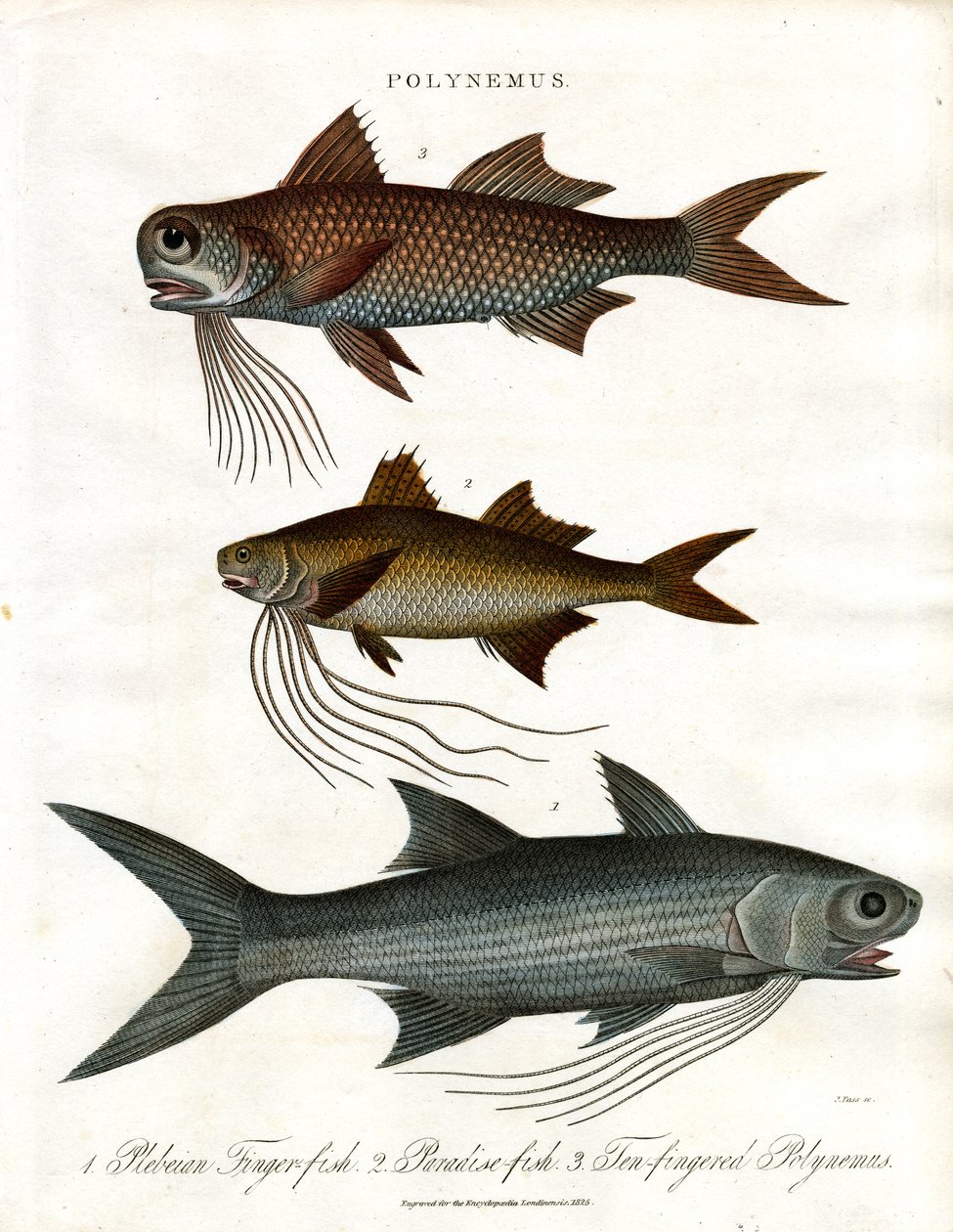 Polynemus species (Threadfins) - John Pass