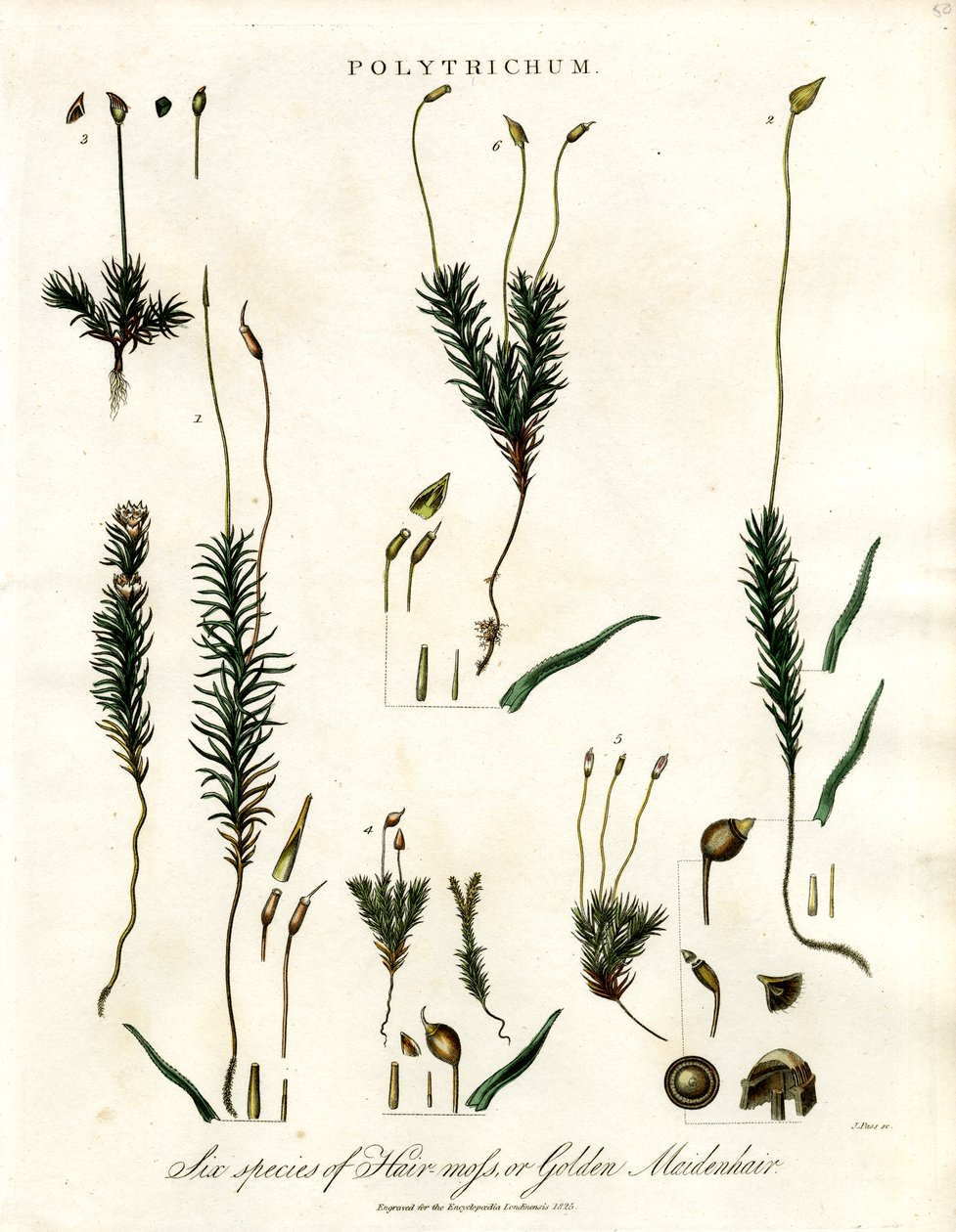 Polytrichum - John Pass