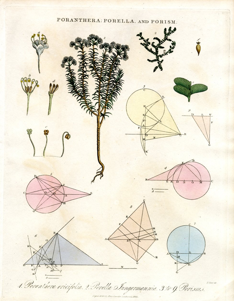 Poranthera ; Porella et Porismes - John Pass