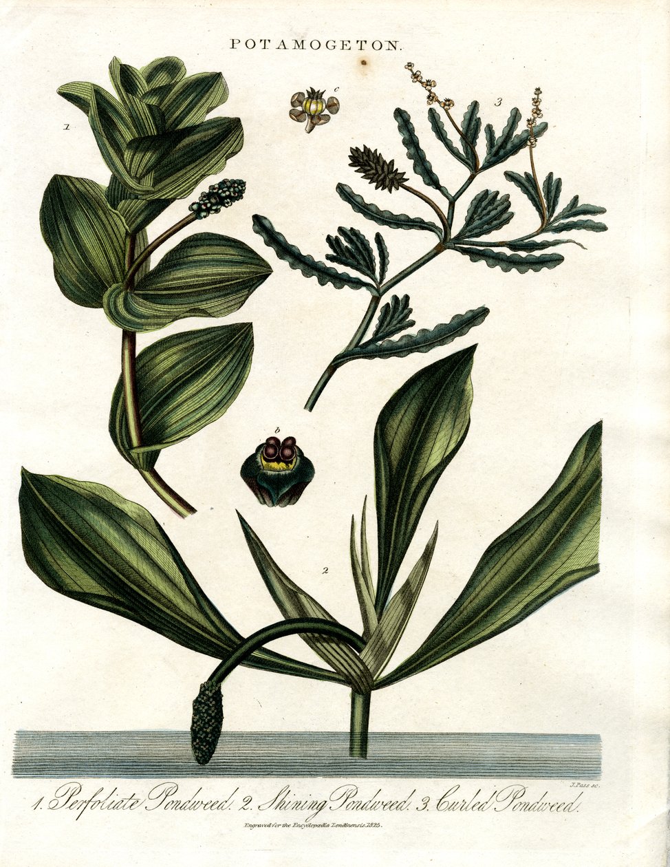 Potamogeton (espèce de potamot) - John Pass
