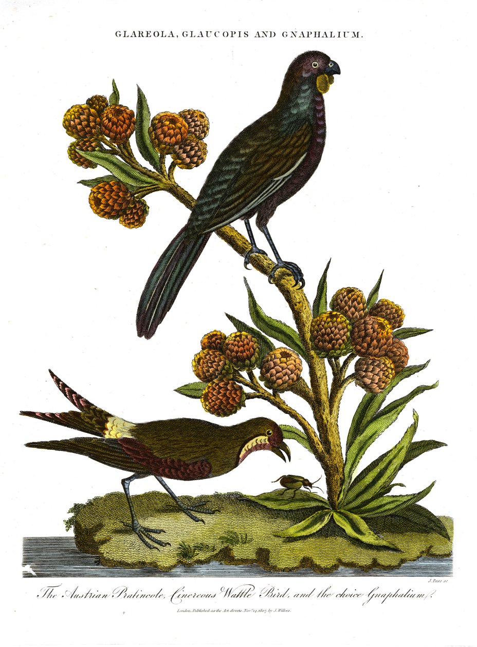 Glaucopis et Gnaphalium : Glaréole autrichienne ; Glaucopis cinéraire et Gnaphalium de choix - John Pass