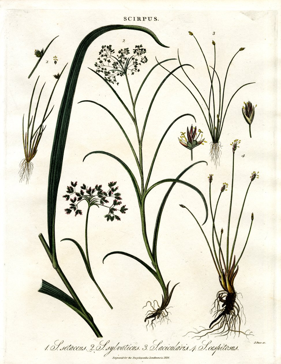 Espèce de Scirpus - John Pass