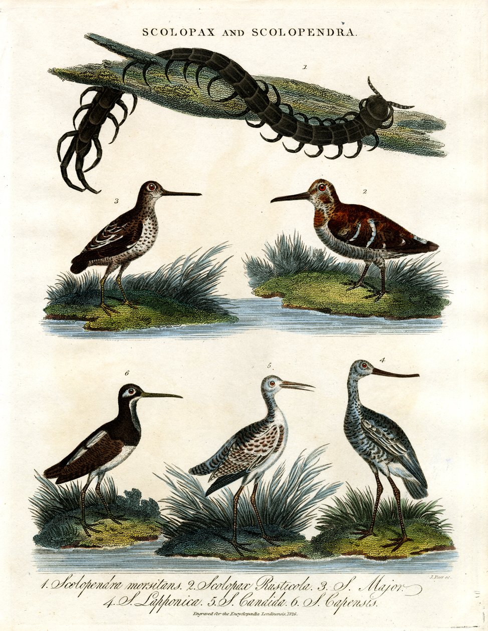Scolopax et Scolopendra - John Pass