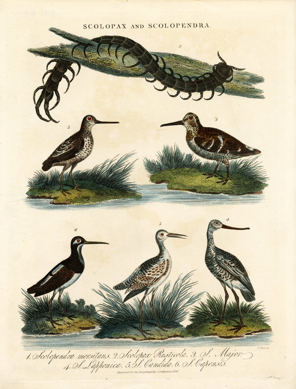 Bécassine (Scolopax) et Mille-pattes (Scolopendra) - John Pass