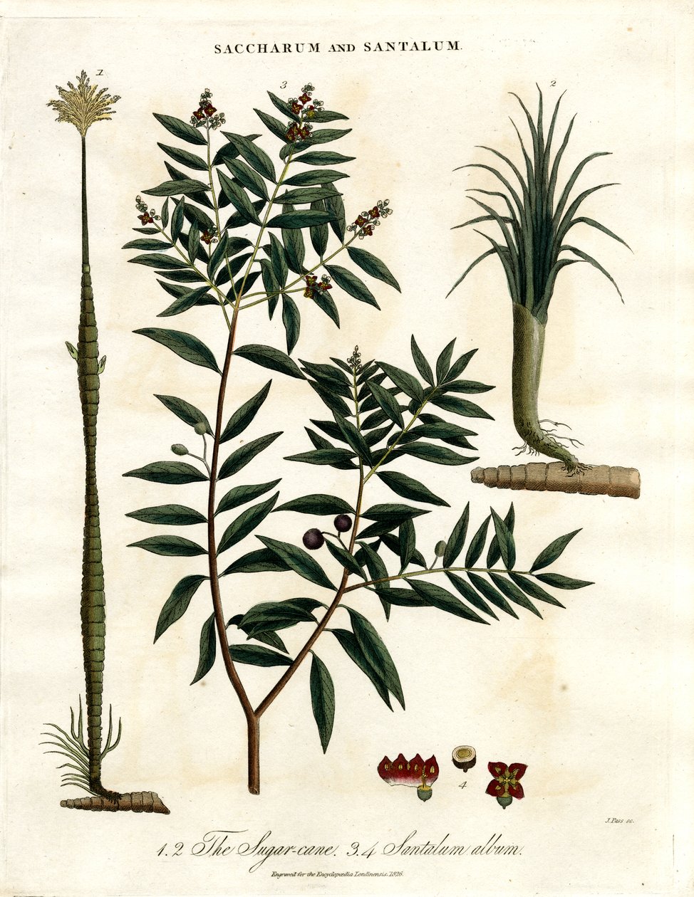 Canne à sucre et bois de santal - John Pass