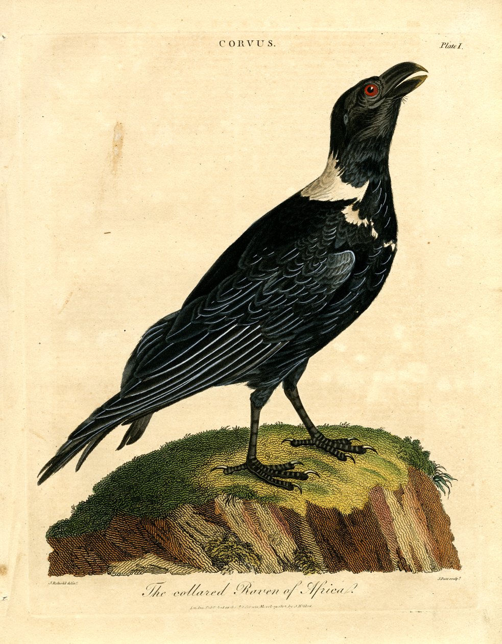 Le corbeau à collier d