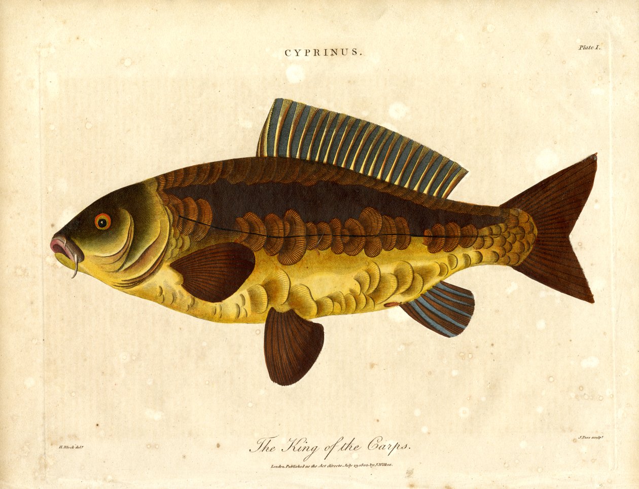 Le roi des carpes - John Pass