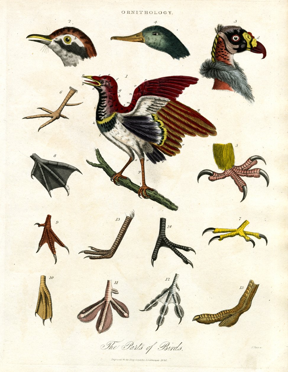 Les parties des oiseaux - John Pass