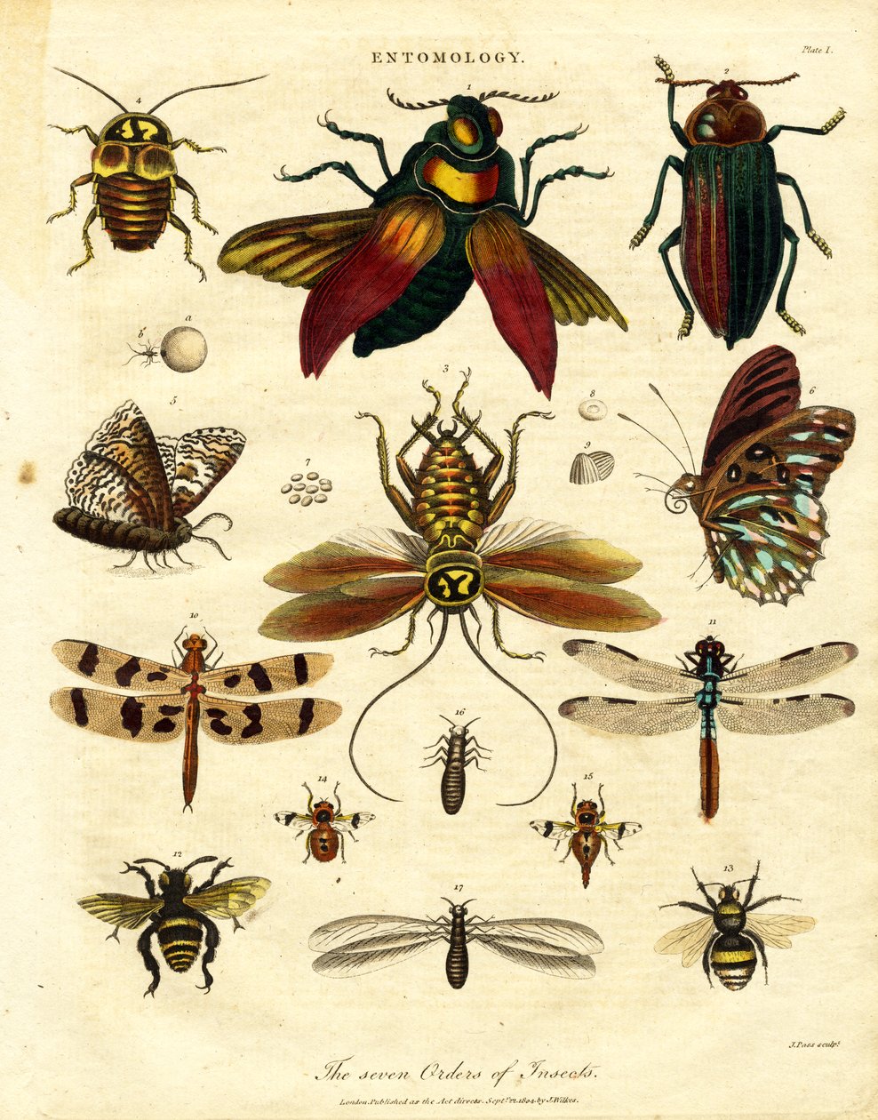 Les sept ordres d'insectes | John Pass | Estampe d'art
