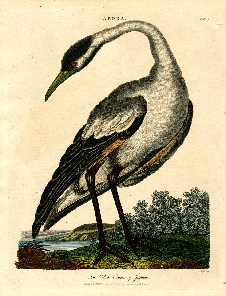 La grue blanche du Japon - John Pass