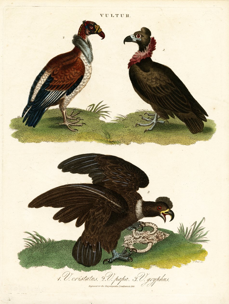 Vautours - John Pass