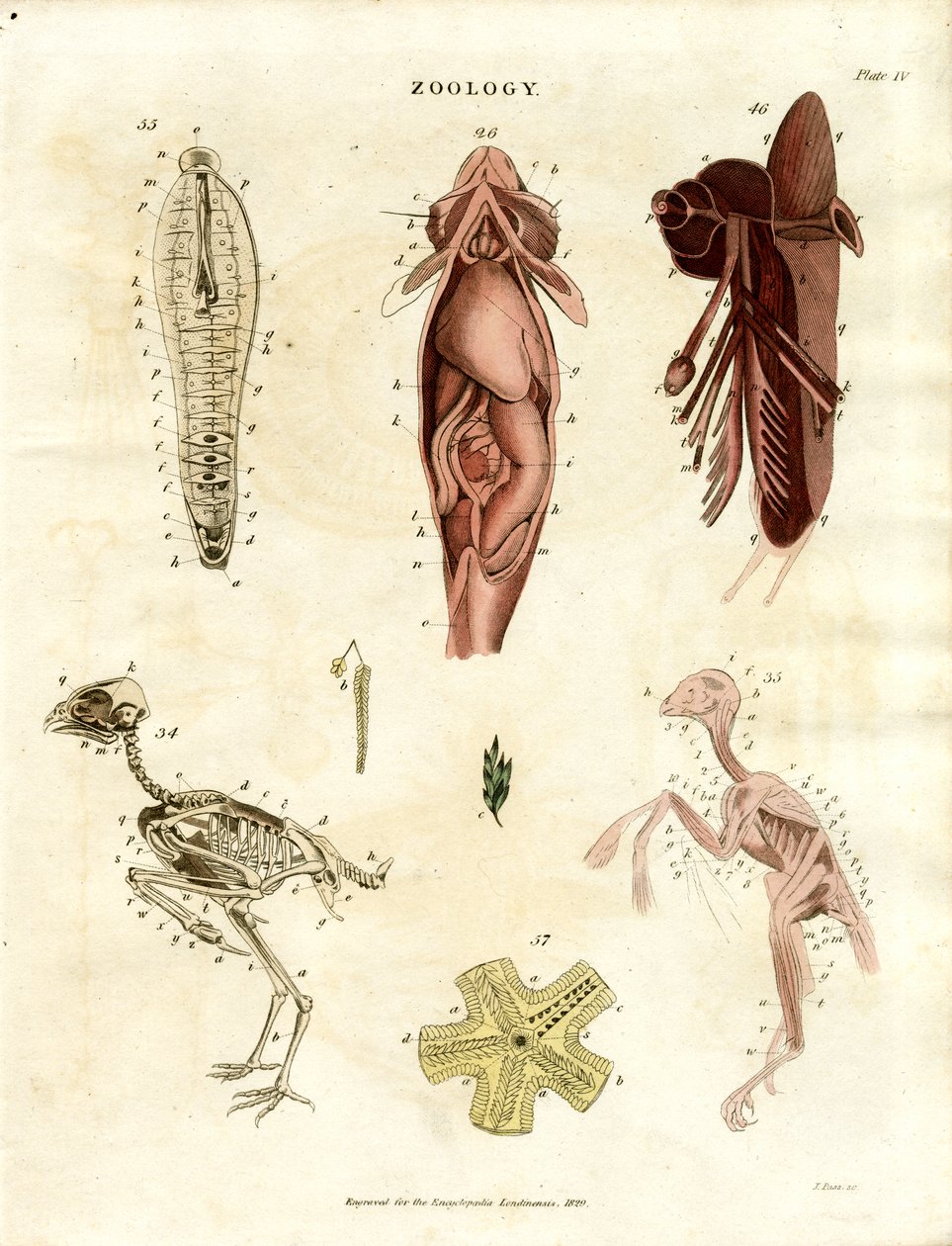 Illustrations anatomiques zoologiques (planche XV) - John Pass