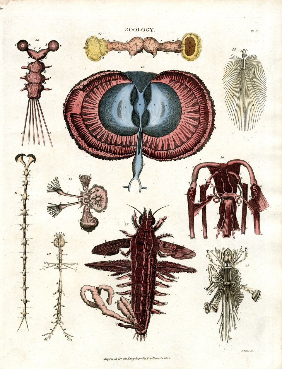 Zoologie Pl. III : Illustrations anatomiques de divers animaux invertébrés - John Pass