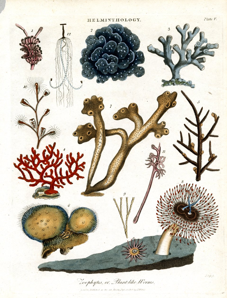 Zoophytes ; ou vers végétaux - John Pass