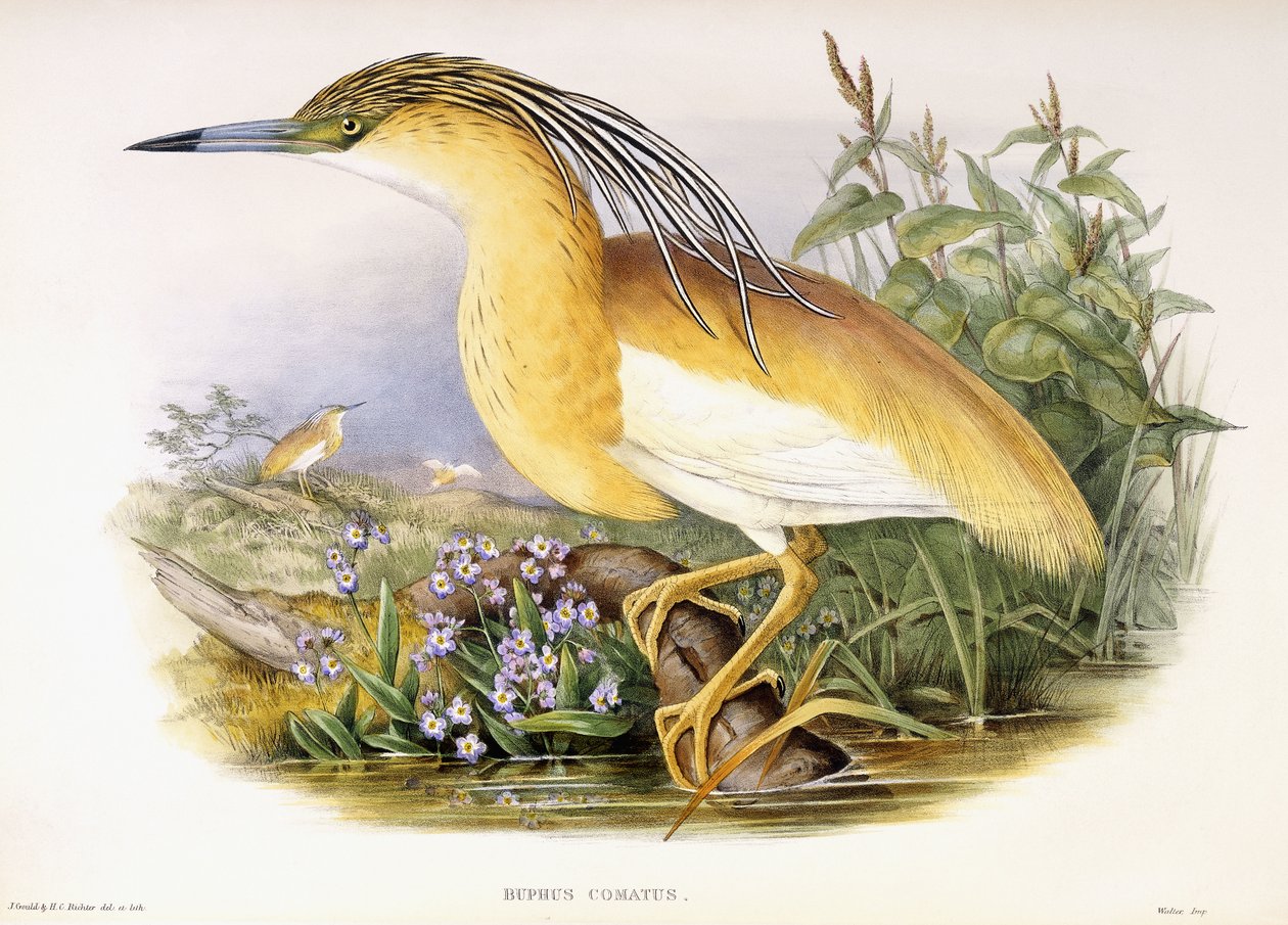 Buphus Comatus - John and Richter Henry Constantine Gould