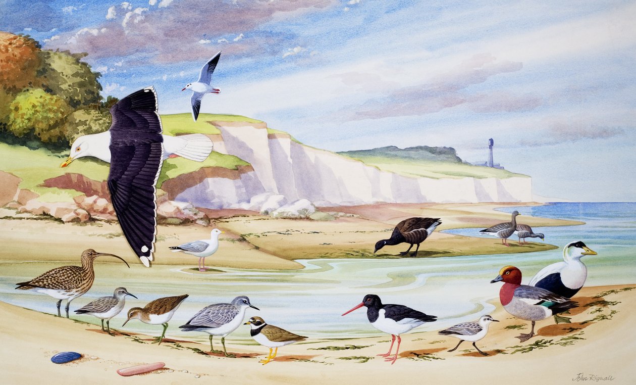 Oiseaux de mer (gouache sur papier) - John Rignall