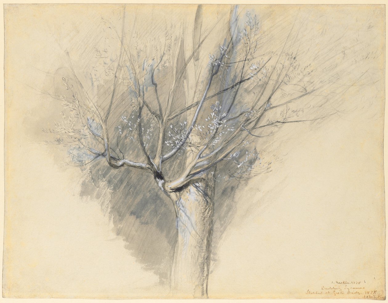 Sycomore en herbe - John Ruskin