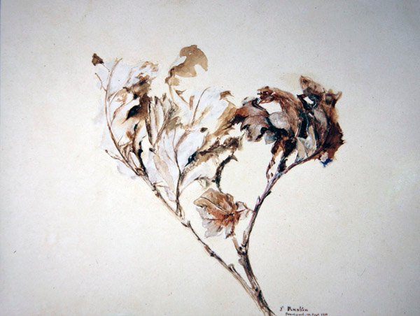 Étude de feuilles de chêne - John Ruskin