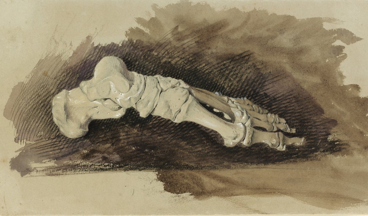 Les os du pied d