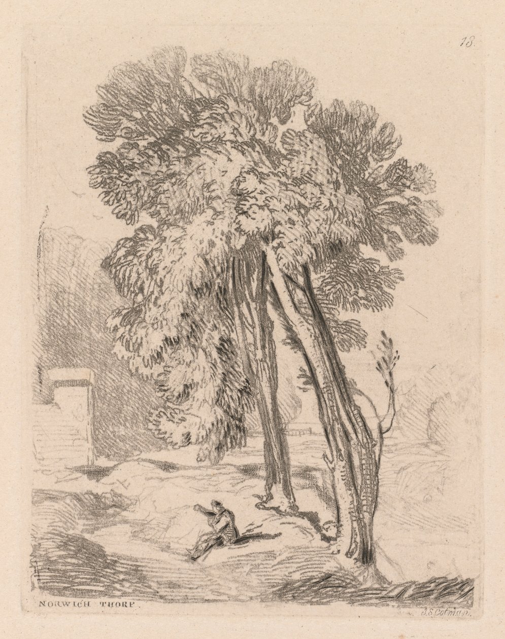 Liber Studiorum : Planche 18, Arbres à Norwich Thorp, Norfolk, 1838 - John Sell Cotman