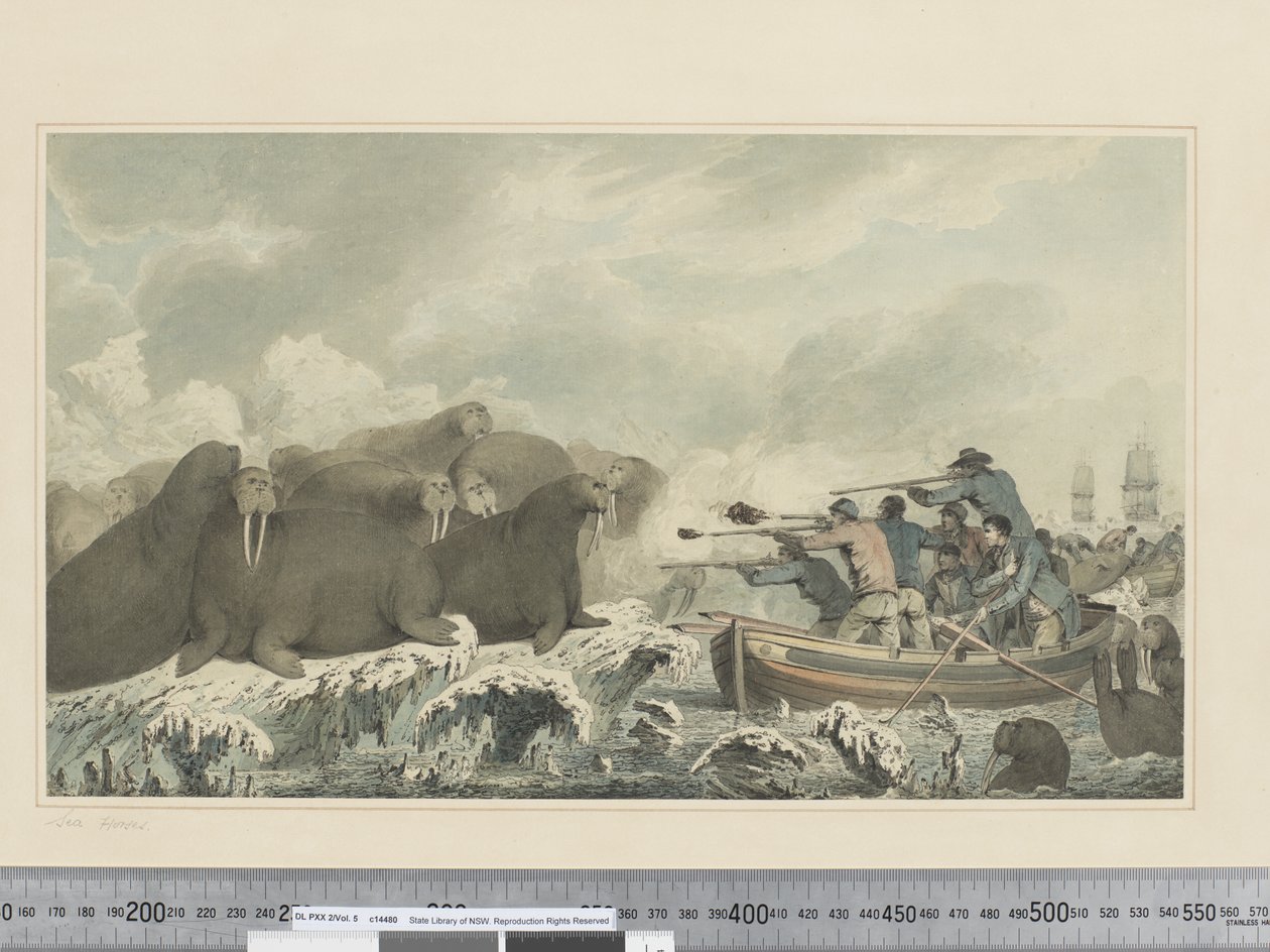 F.32 Chevaux de mer, vers 1773-84 - John Webber