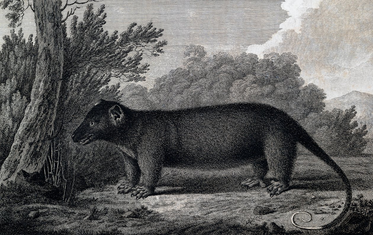 Opossum, gravure d