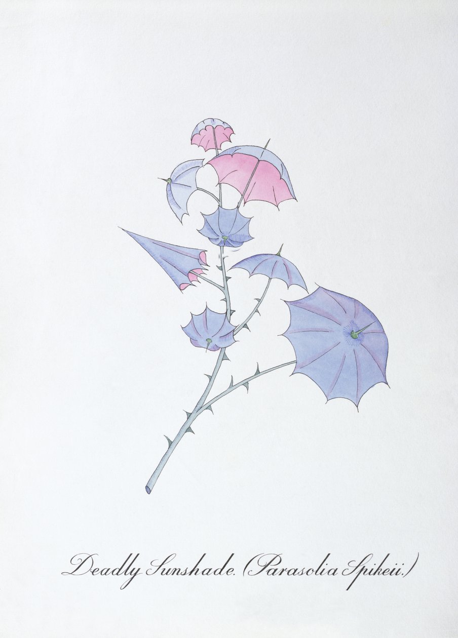 Deadly Sunshade (Parasolia Spikeii.), illustration de 