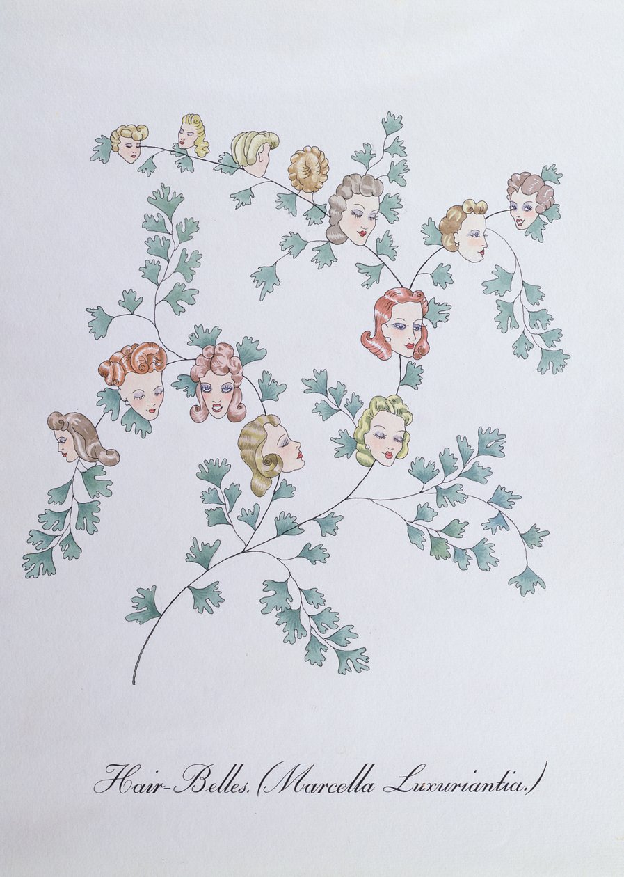 Hair-Belles (Marcella Luxuriantia), illustration de 