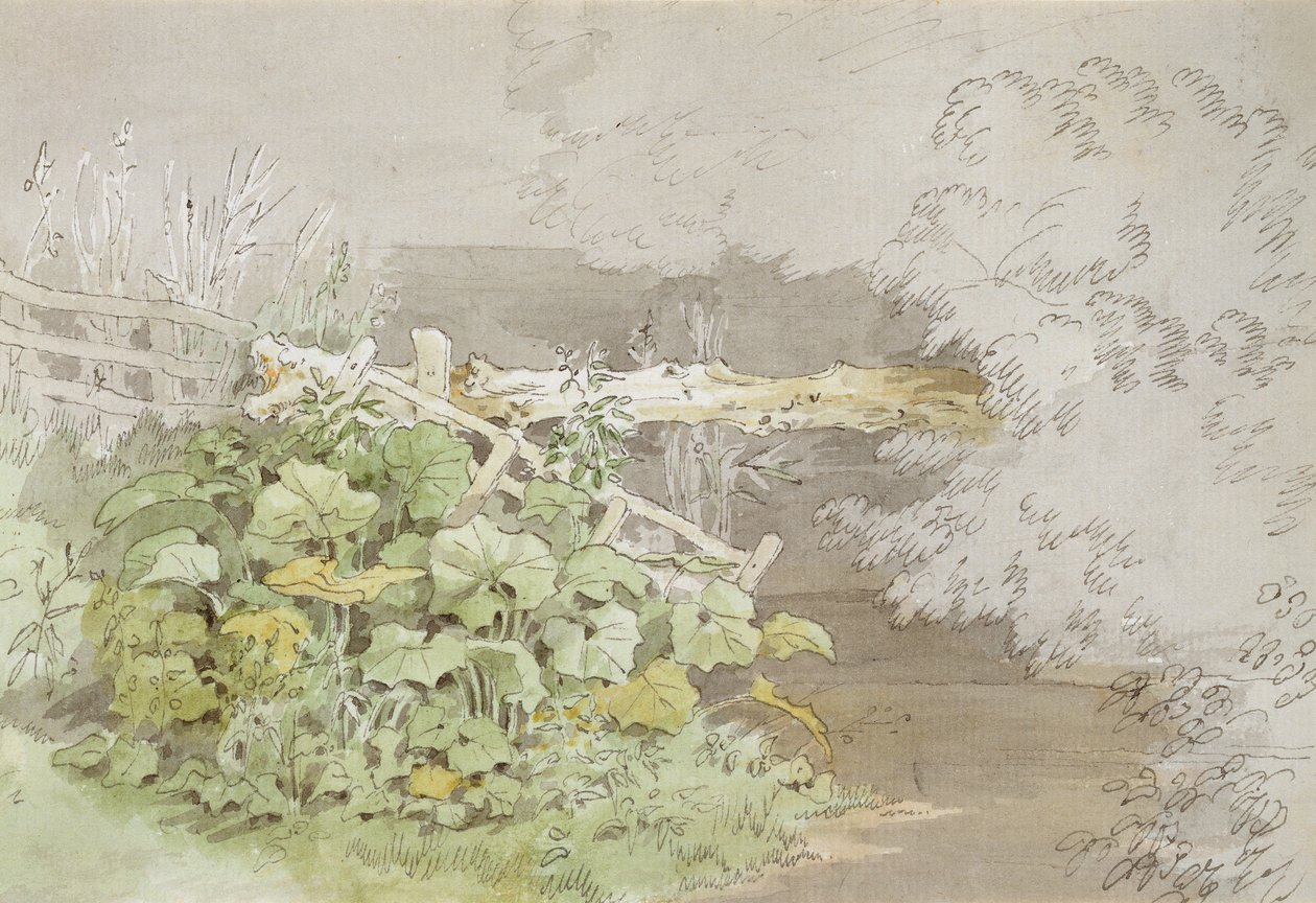 Plantes de quai près d