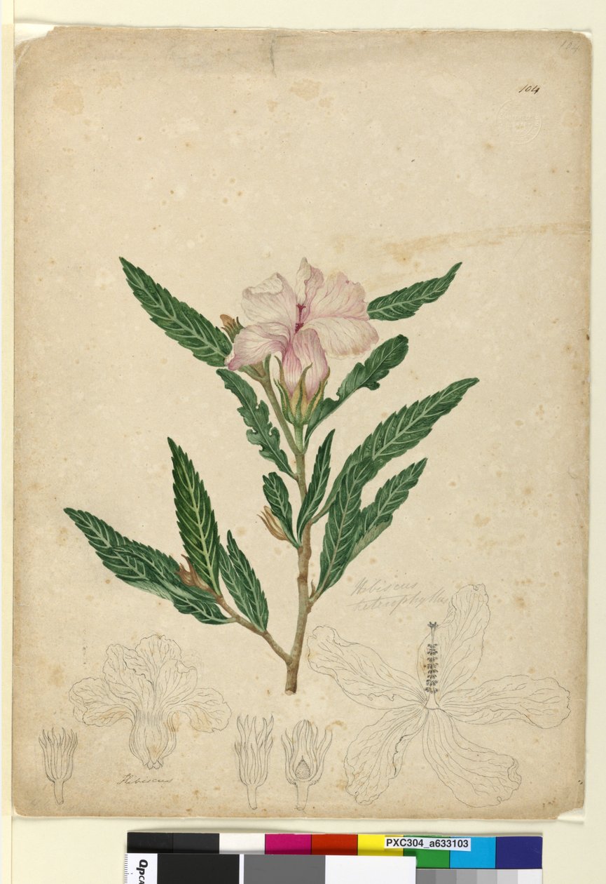 Page 104. Hibiscus heterophyllus - John William Lewin