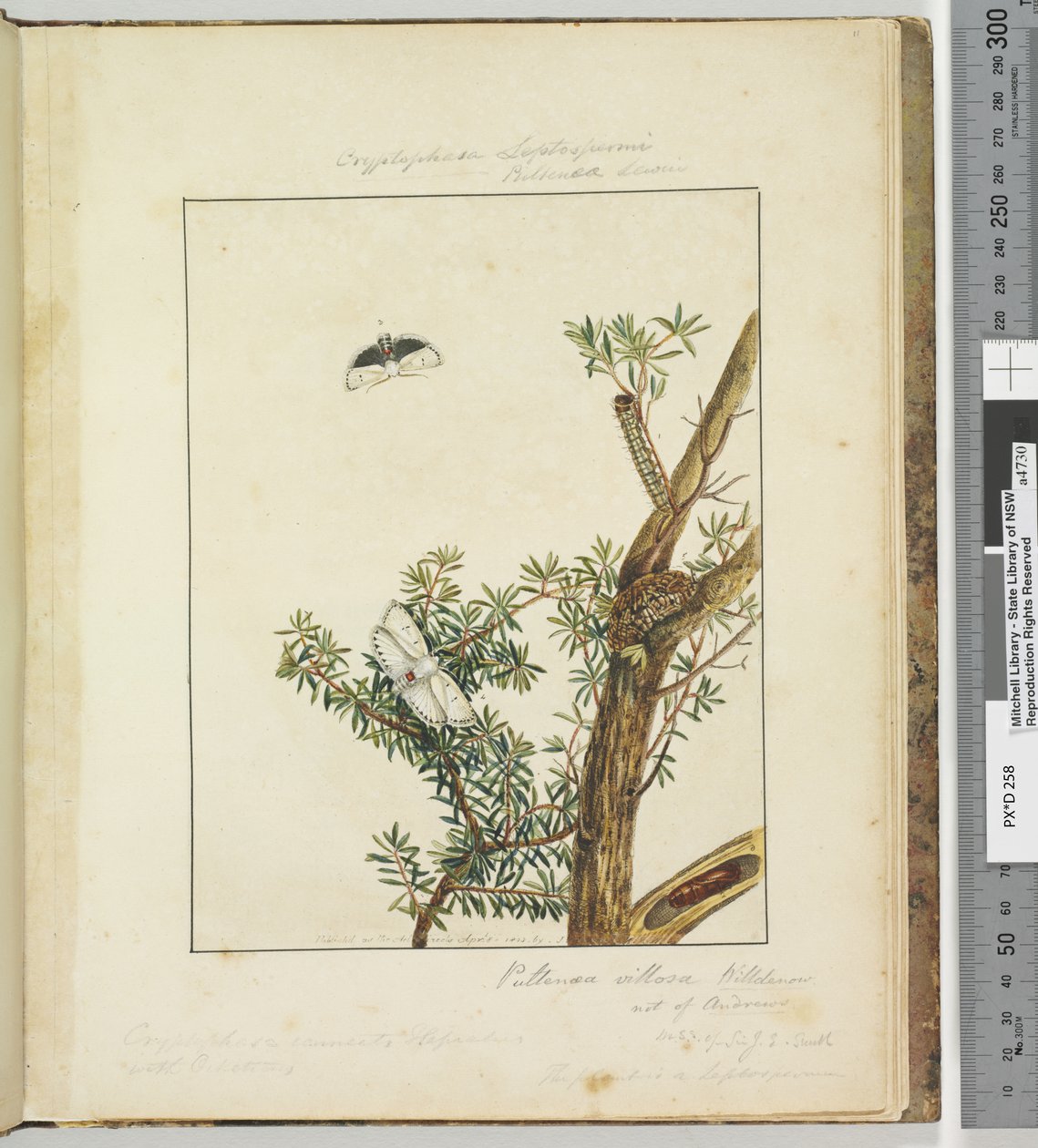 Page 11. Pl.3 Cryptophasa Septosfermi Pultenae Lewin - John William Lewin