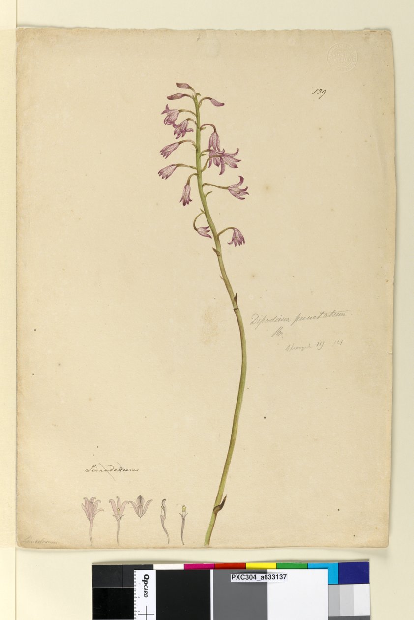 Page 139. Dipodium punctatum - John William Lewin
