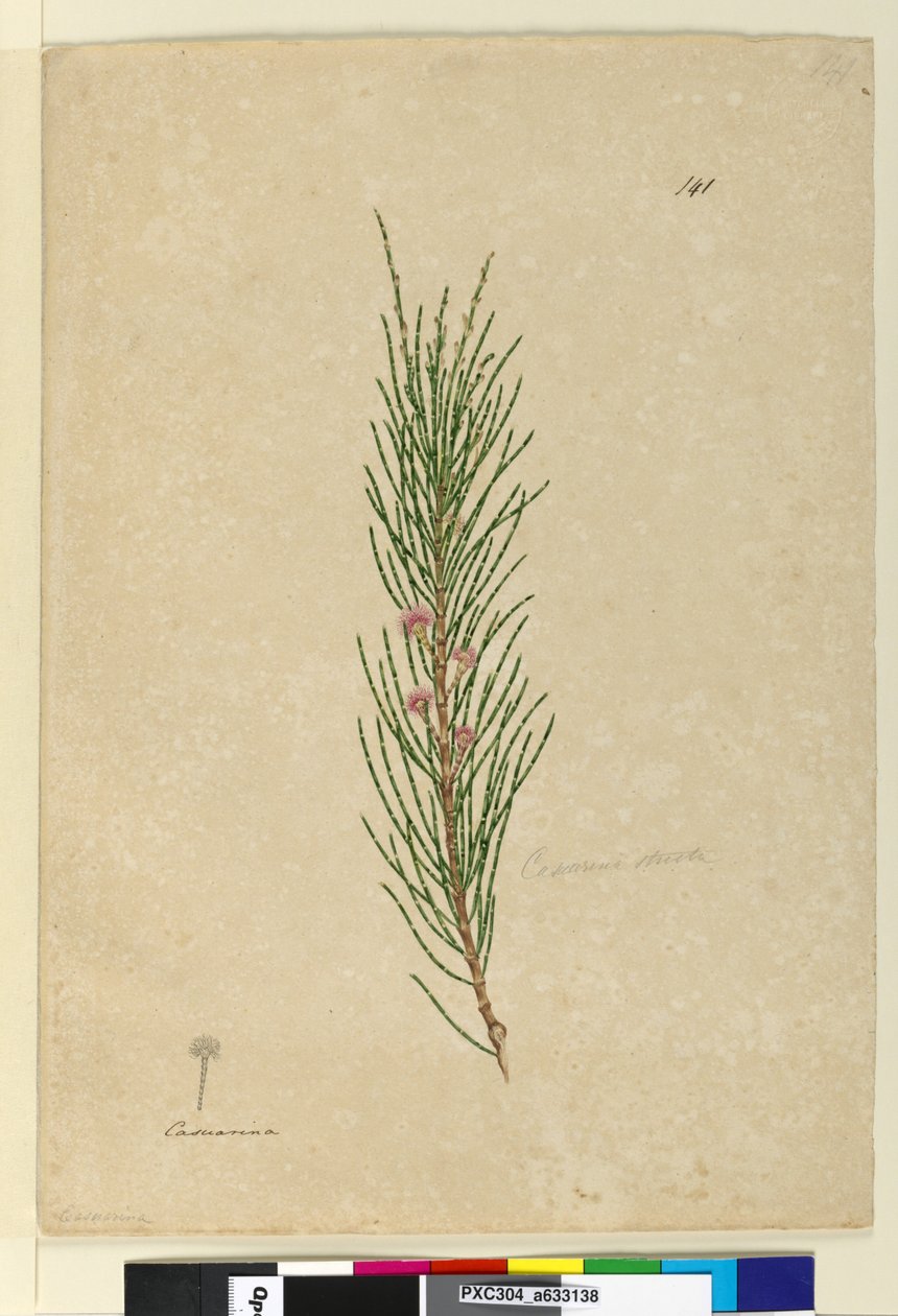 Page 141. Casuarina stricta Allocasuarina verticillata - John William Lewin