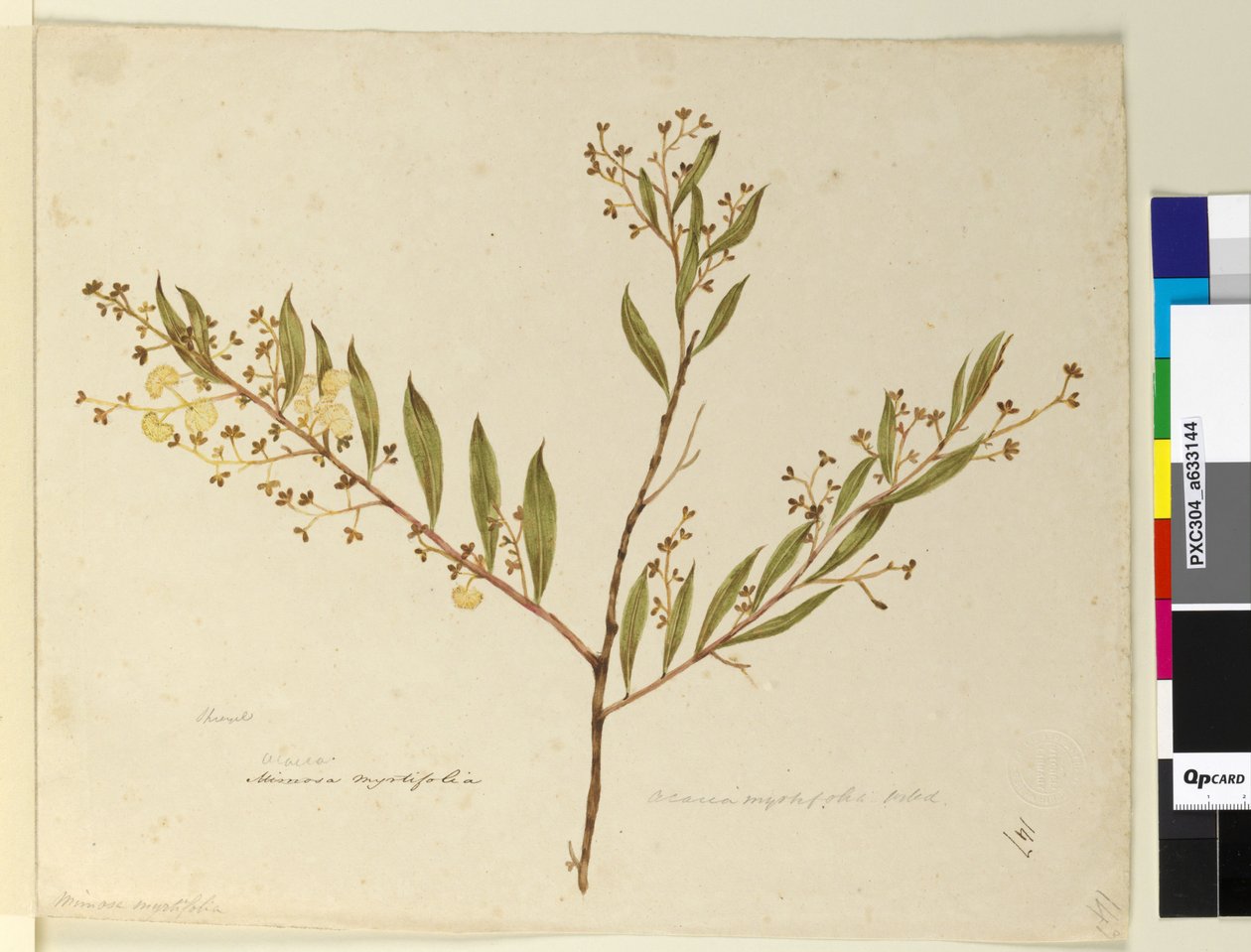 Page 147. Acacia myrtifolia - John William Lewin