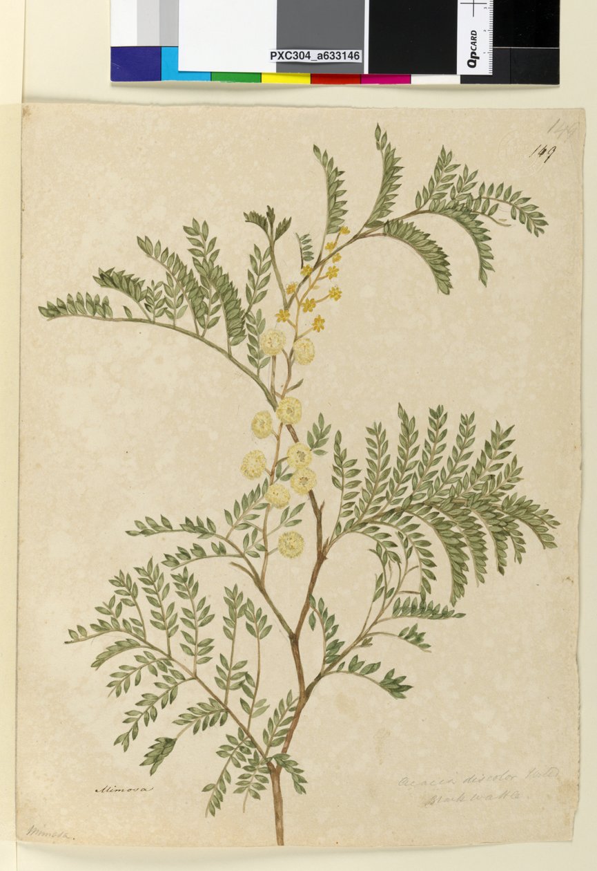 Page 149. Acacia discolor Acacia terminalis - John William Lewin